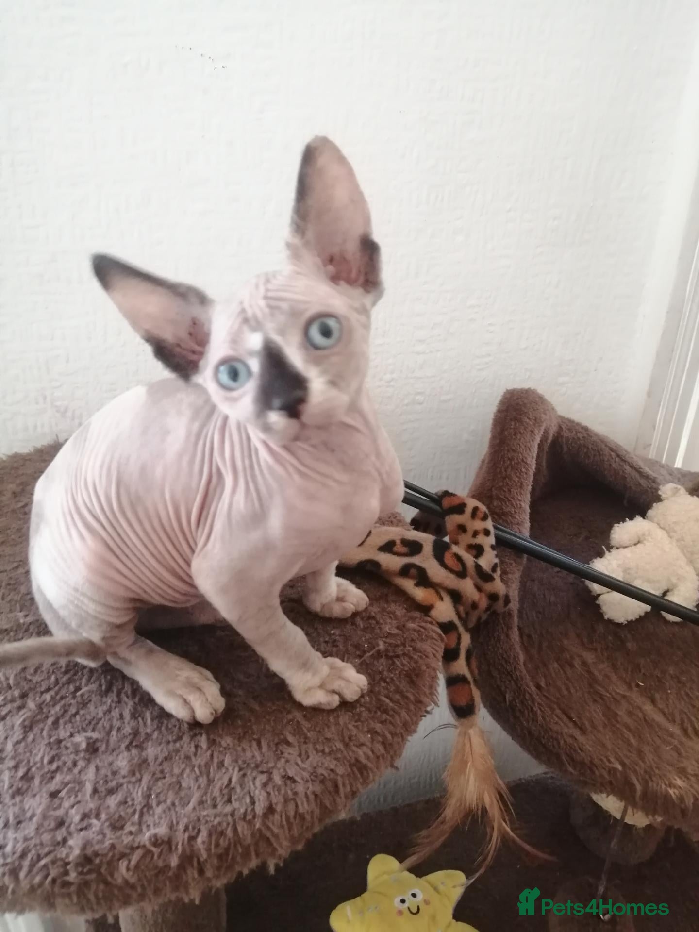 Sphynx cats Last girl with sky blue eyes,  price 550£ - Advert 1