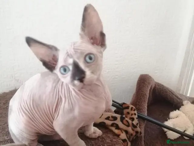 Sphynx cats Last girl with sky blue eyes available - Advert 2