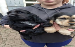 Cocker Spaniel dogs for sale: KC Registered Show type Cocker Spaniels  - Image 31