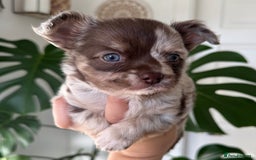 Chihuahua dogs for sale: Last Boy- Chihuahua Longhair Blue Eye Merle Boy - Image 3