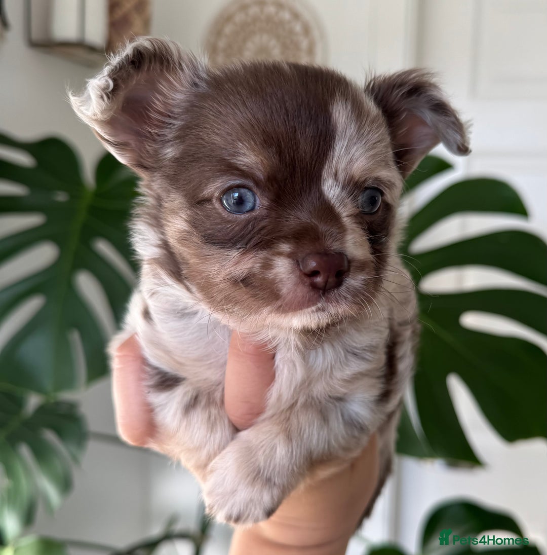 Chihuahua dogs for sale: Last Boy- Chihuahua Longhair Blue Eye Merle Boy - Image 3