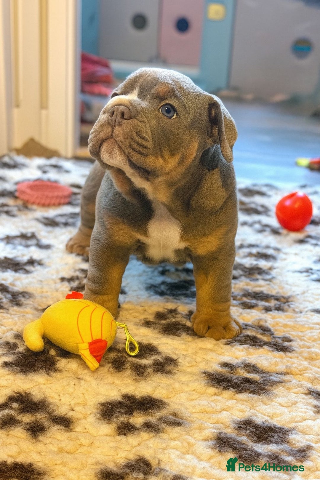 English Bulldog dogs for sale: English Bulldog Pups Fully health Tested Parents  - Advert 11