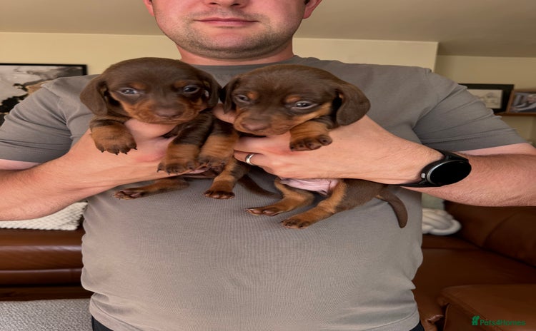 Miniature Dachshund dogs - Advert 1