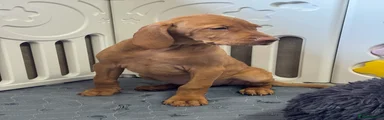 Hungarian Vizsla 5