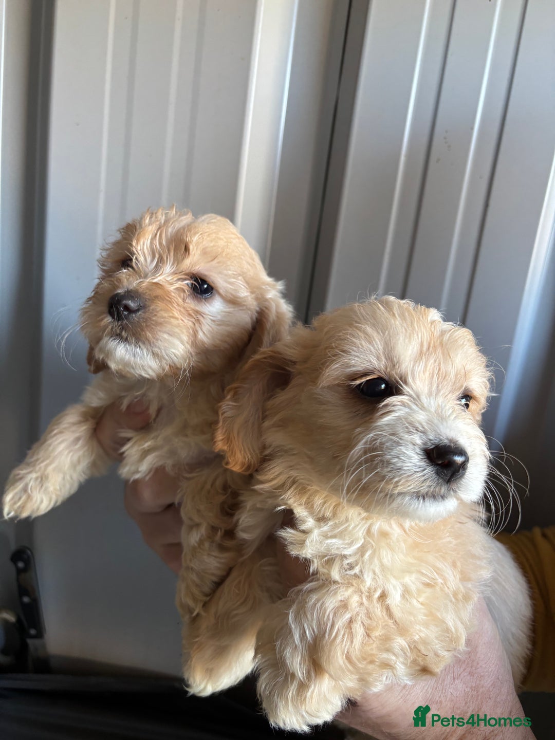 Mixed Breed dogs for sale: 4 beautiful bichon frisé X cocker spaniel pups - Image 3