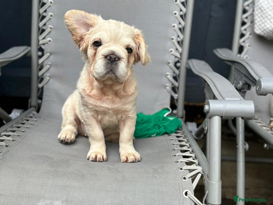 French Bulldog dogs for sale: 2 Beautiful long haired french bulldogs 1-M 1-F - Image 6