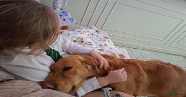 Golden Retriever dogs KC reg golden retriever puppies - Advert 1