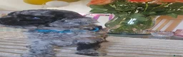 Bernedoodle dogs for sale: Mini Bernedoodles  - Advert 5