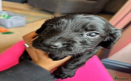 Cocker Spaniel dogs for sale: Beautiful Cocker Spaniel Pups For Sale - Image 9
