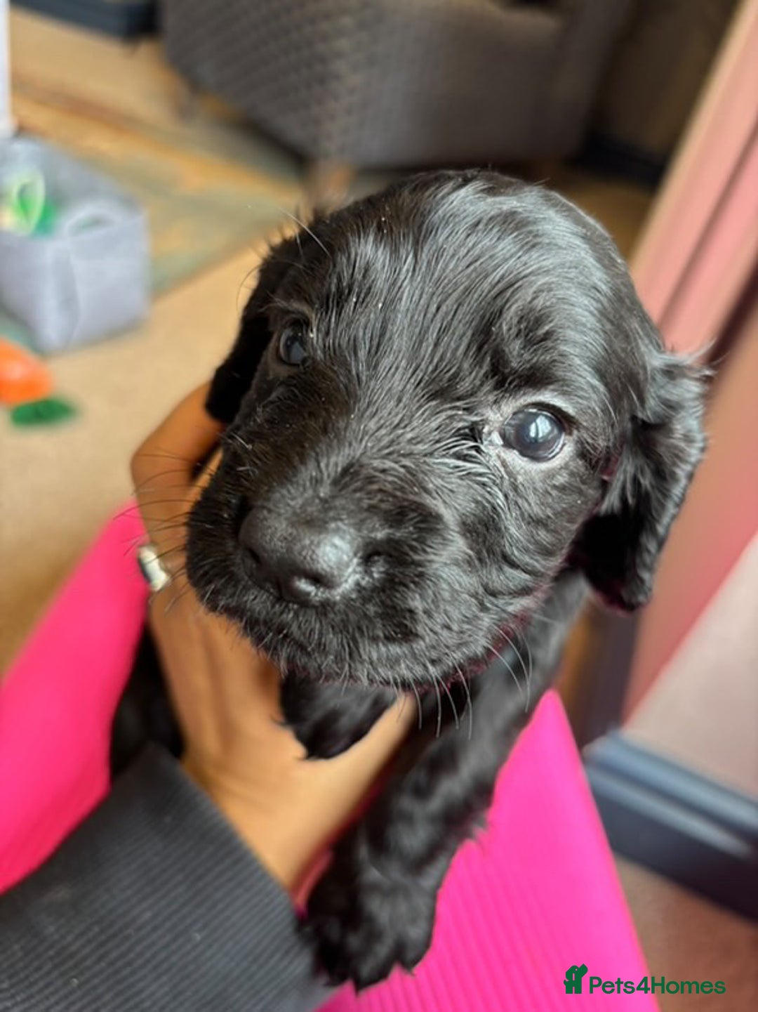 Cocker Spaniel dogs for sale: Beautiful Cocker Spaniel Pups For Sale - Image 9