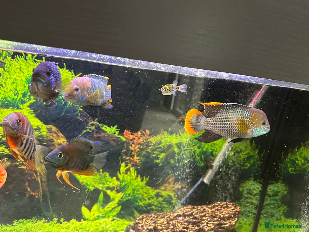 Cichlids fish for sale: Tropical fish  - Image 20
