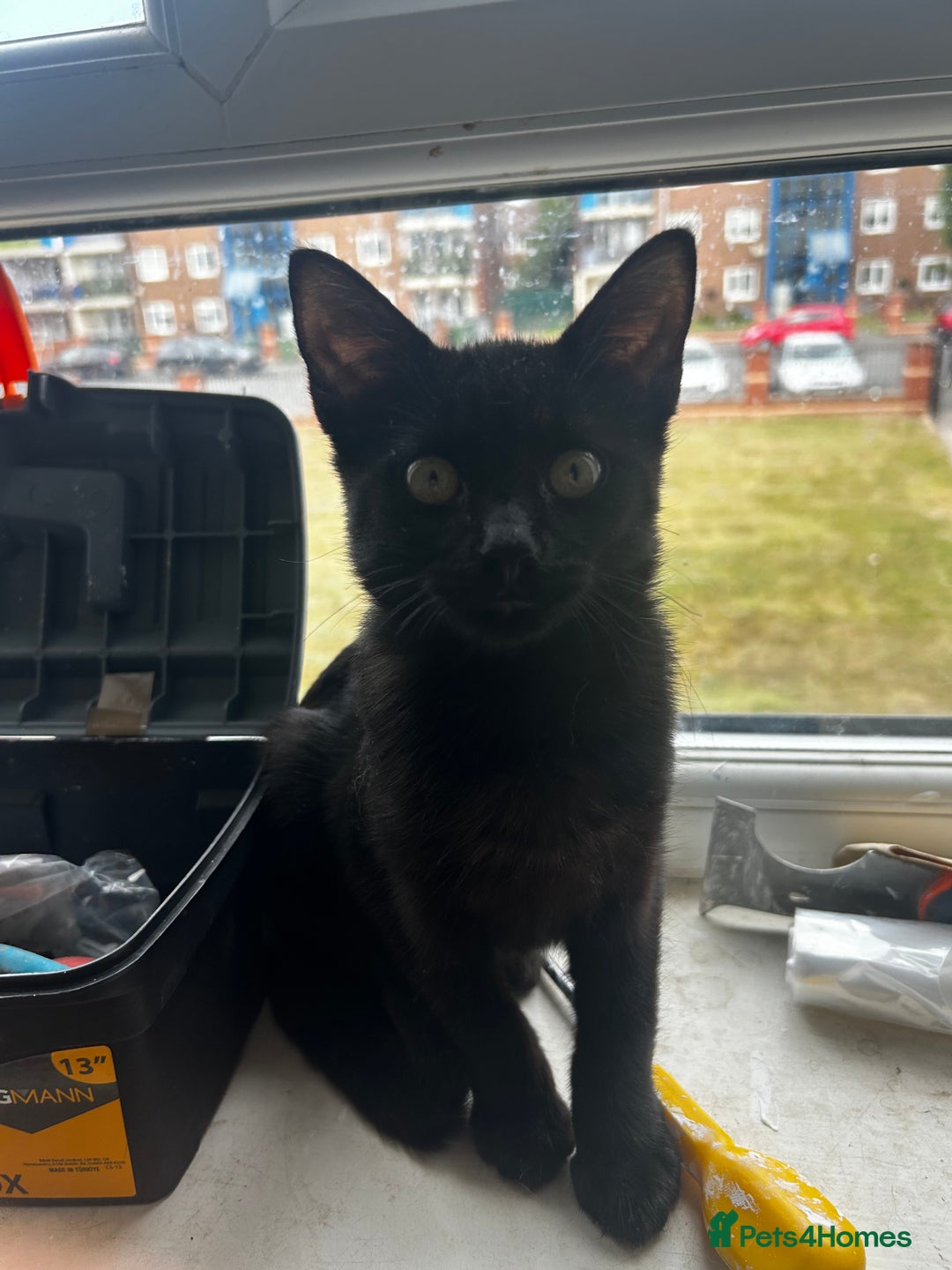 Domestic Shorthair cats for sale: Black 🐈‍⬛ Kitten for Sale  - Image 4