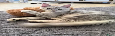 Maine Coon 4