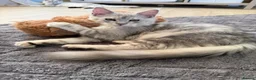 Maine Coon cats for sale: Majestic Maine coon Kittens - Advert 12