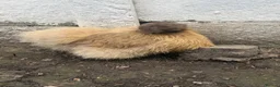 Chickens poultry for sale: Chickens & cockerel & set up in Ashton-under-Lyne - Advert 3