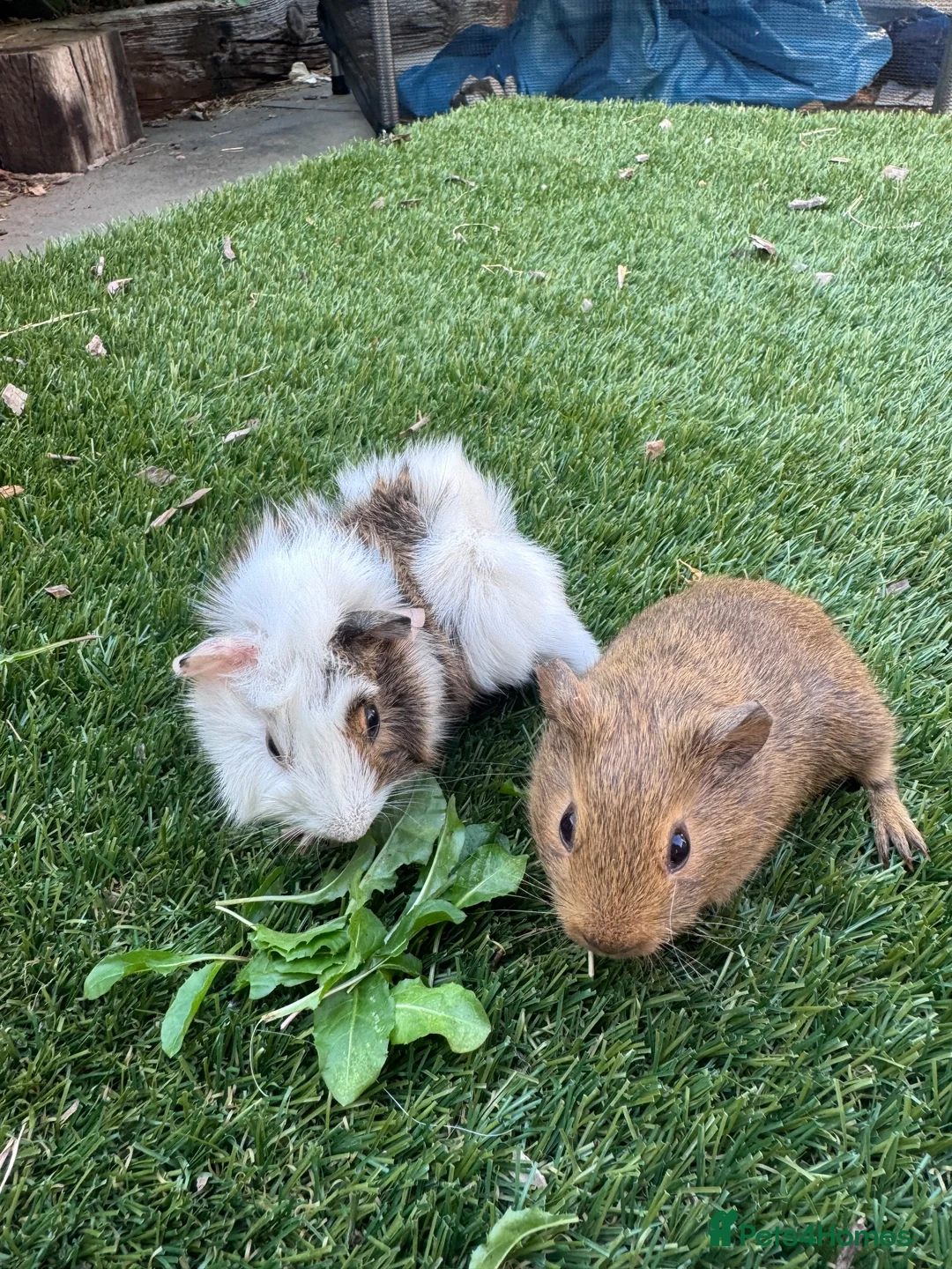 Guinea Pig rodents for sale: Baby sows - Advert 2