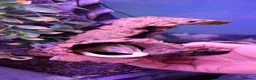 Gecko reptiles for sale: Crested geckos adult females stunning morphs - Advert 6