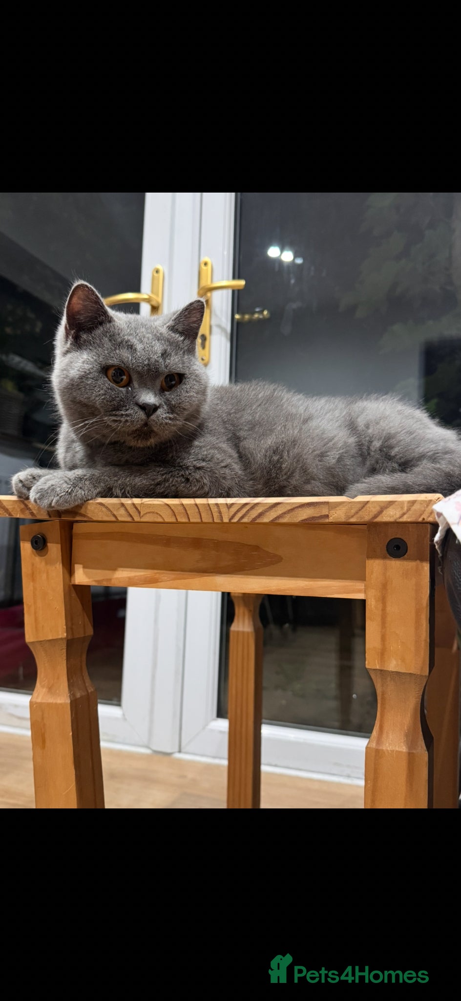 British Shorthair cats GCCF ACTIVE REG PURE BLUE PEDIGREE BSH QUEEN - Advert 13