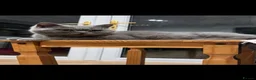 British Shorthair cats for sale: GCCF ACTIVE REG PURE BLUE PEDIGREE BSH QUEEN - Advert 3