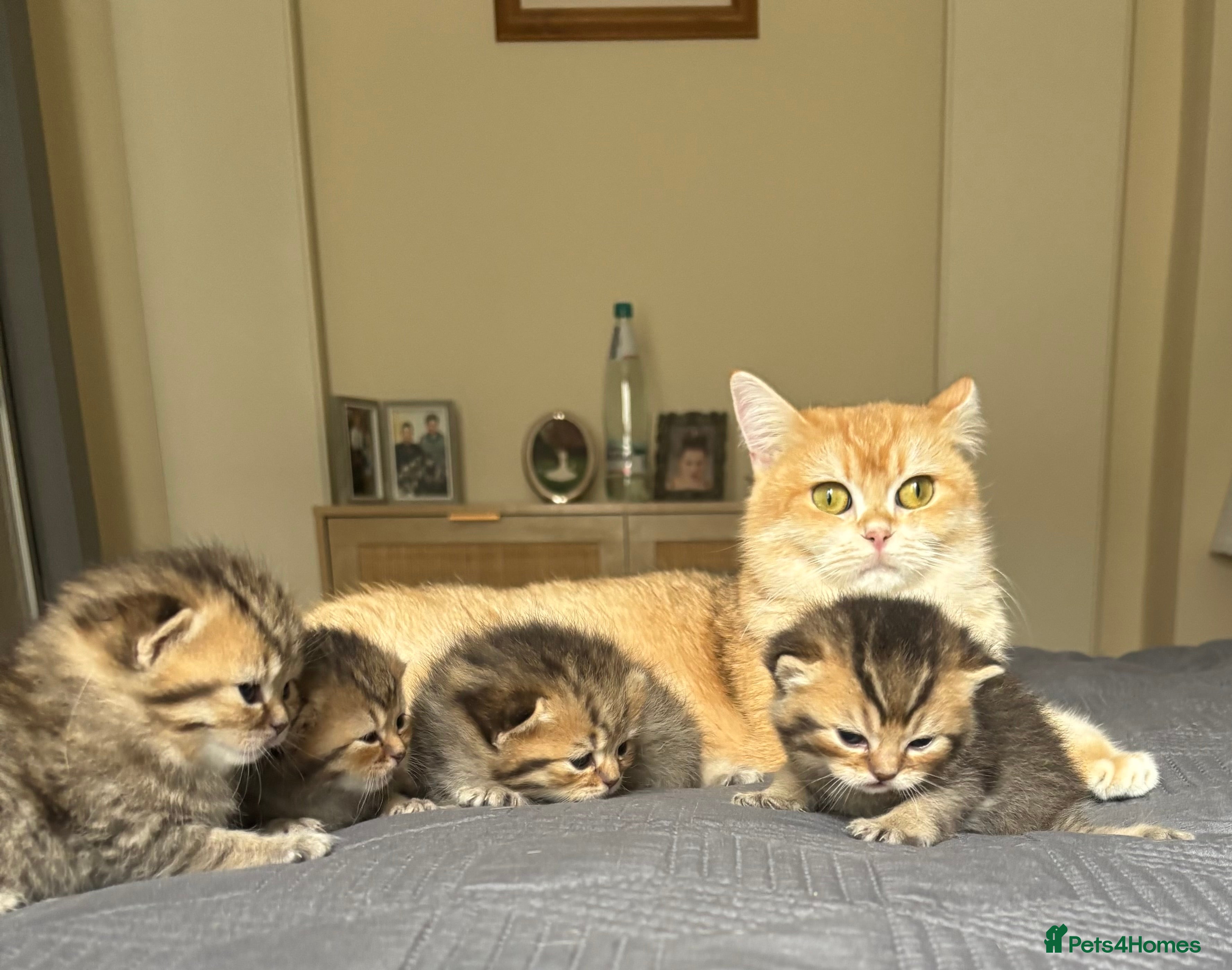 British Shorthair cats for sale: Pedigree British Shorthair kittens  - Advert 1