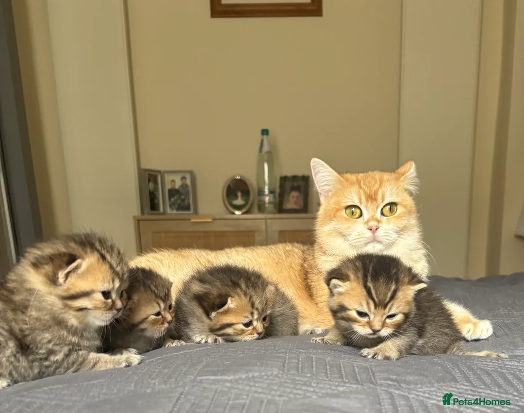 British Shorthair cats for sale: Pedigree British Shorthair kittens  - Advert 1