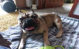 French Bulldog dogs for sale: French Bulldog. - Image 1
