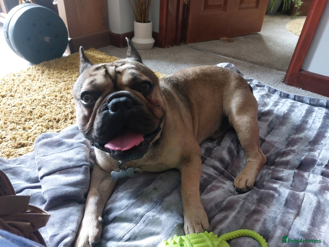 French Bulldog dogs for sale: French Bulldog. - Image 1