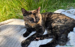 Domestic Shorthair cats for sale: 2 Tortie girls in need of rehoming - Image 1