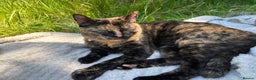 Domestic Shorthair cats for sale: 2 Tortie girls in need of rehoming - Advert 1