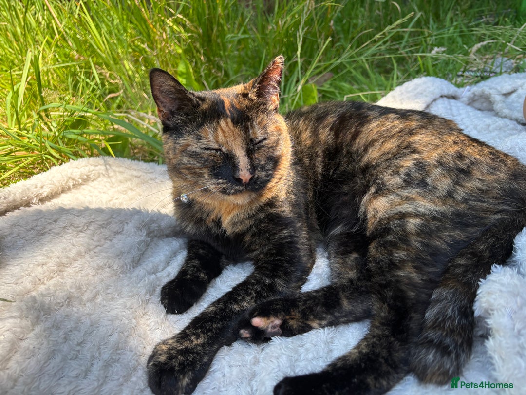 Domestic Shorthair cats for sale: 2 Tortie girls in need of rehoming - Image 1