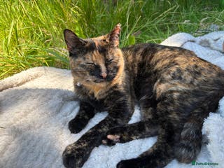 Domestic Shorthair cats 2 Tortie girls in need of rehoming - Advert 7