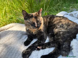 Domestic Shorthair cats 2 Tortie girls in need of rehoming - Advert 13