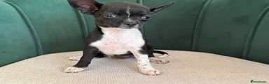 Chihuahua (Oreo)