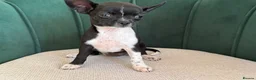Chihuahua dogs for sale: Adorable Chihuahua Puppies - Advert 10