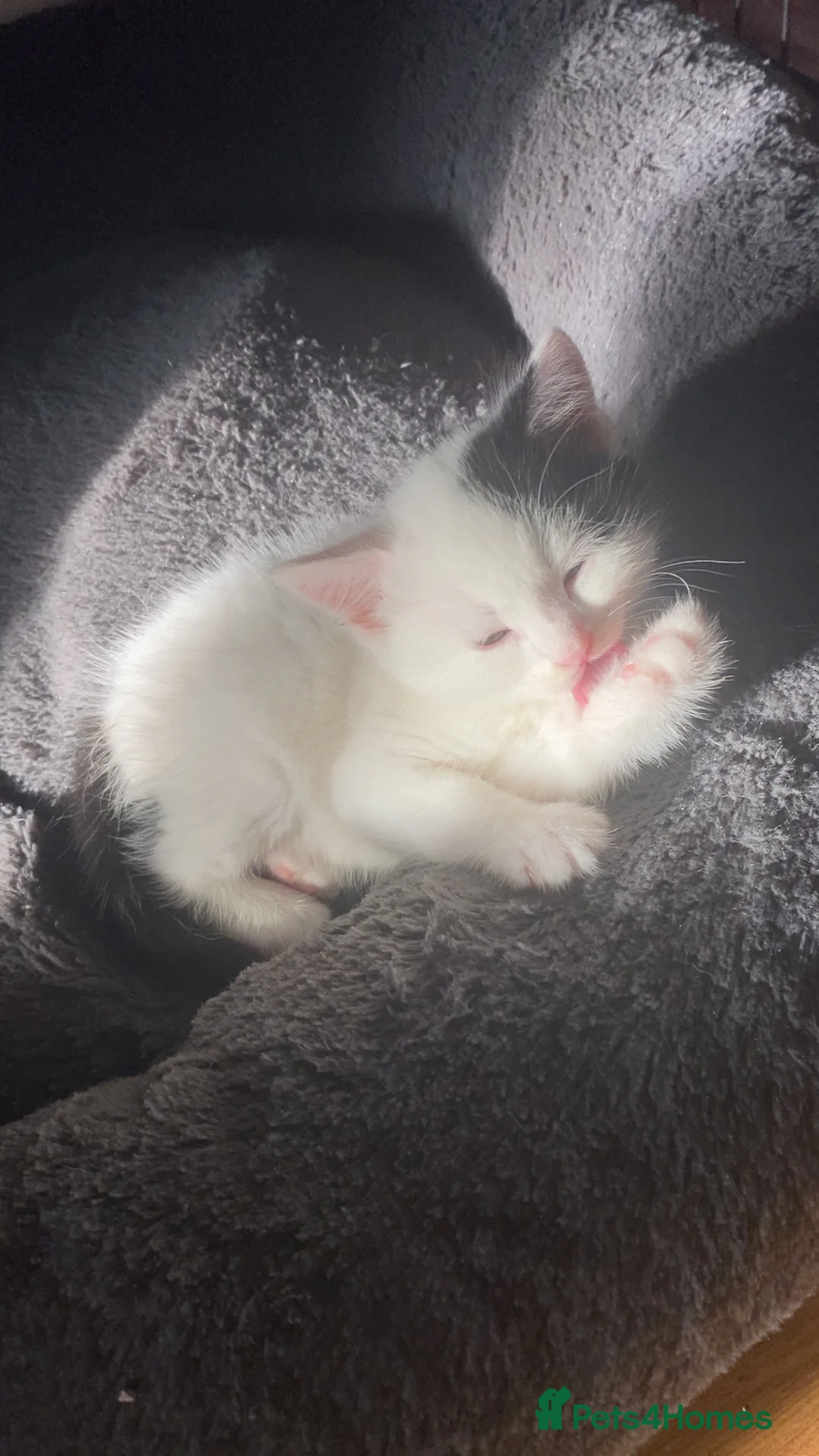 Mixed Breed cats for sale: Four beautiful kittens in Birmingham - Advert 2
