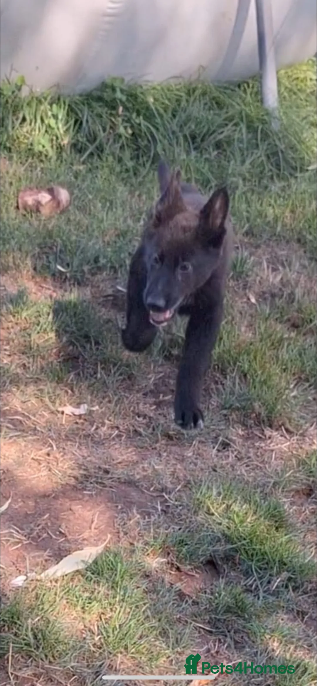 German Shepherd dogs for sale: gorgeous german shepherd  in Wellington - Advert 2