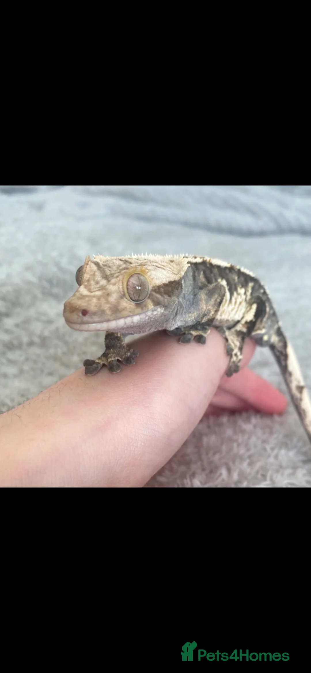 Gecko reptiles for sale: Crested gecko and bioactive enclosure in Ferndown - Advert 2