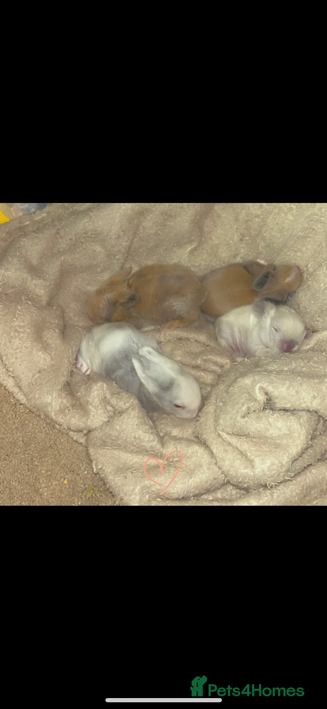 Lionhead rabbits for sale: Double maned lion heads  - Advert 9