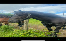 Welsh Section D horses for sale: Section D beautiful Black Mare Magic - Image 20