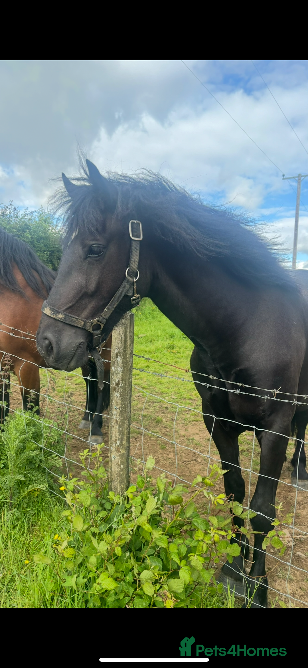 Welsh Section D horses for sale: Section D beautiful Black Mare Magic - Image 20