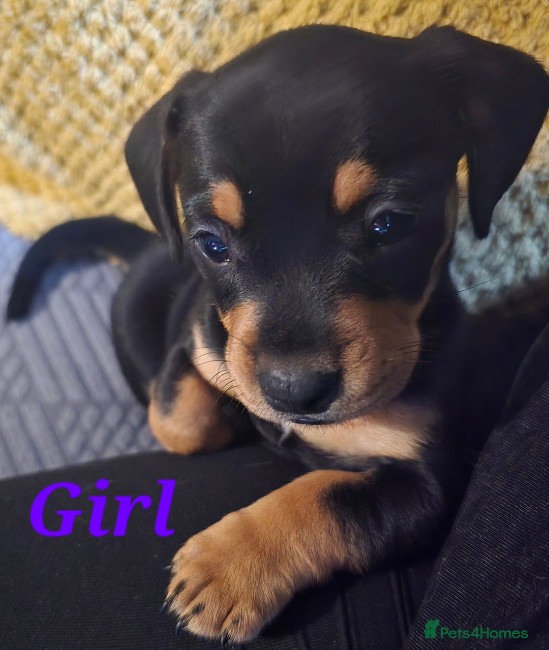 Mixed Breed dogs for sale: Frenchie x Miniature dachshund  - Advert 13