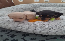 Dachshund dogs for sale: Miniature dachshund girls, cream & black and cream - Image 21