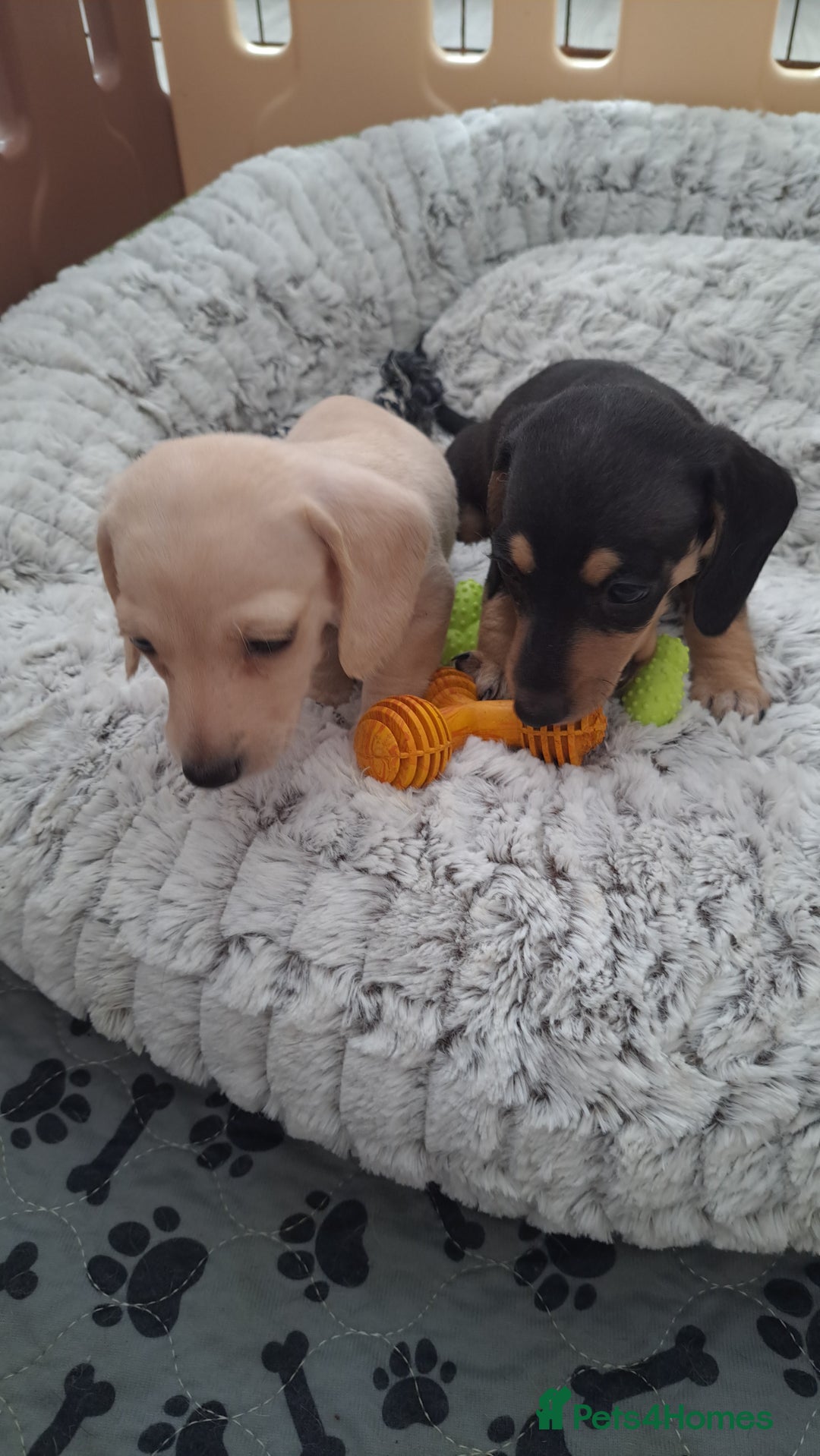 Dachshund dogs for sale: Miniature dachshund girls, cream & black and cream - Image 21
