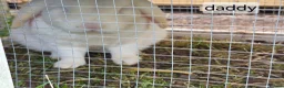 Mixed Breed rabbits for sale: Baby rabbits  - Advert 5