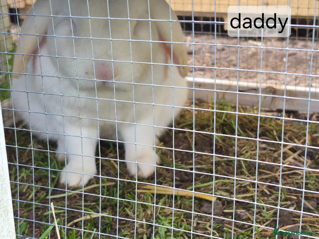 Mixed Breed rabbits for sale: Baby rabbits  - Advert 5