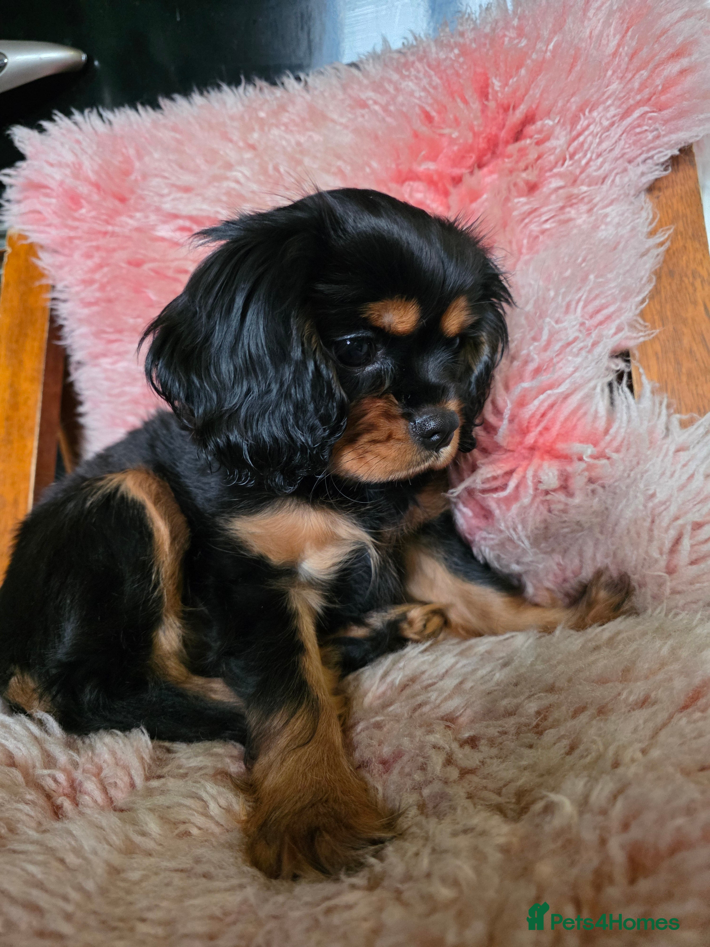 Cavalier King Charles Spaniel dogs KC Cavalier King Charles  - Advert 2