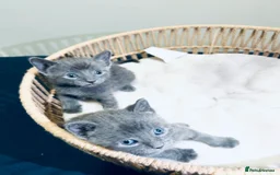 Russian Blue cats for sale: FIVE Russian Blue Kitteys - Image 3