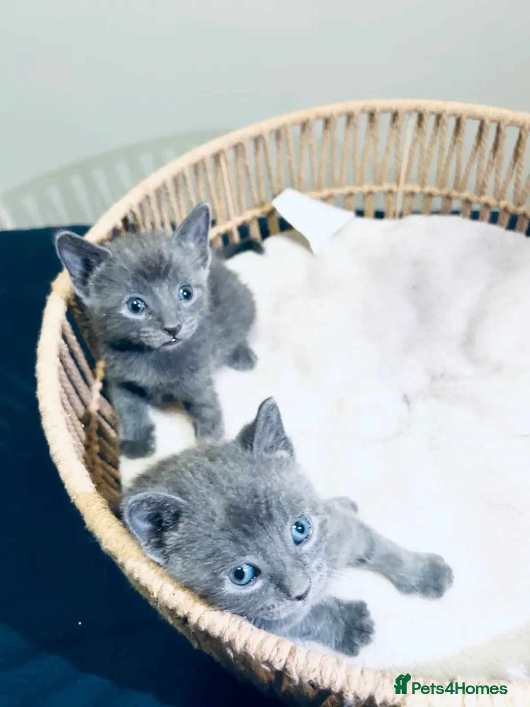 Russian Blue cats for sale: FIVE Russian Blue Kitteys - Image 3