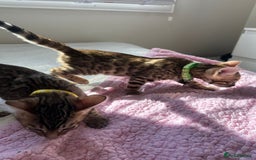 Bengal cats for sale: Beautiful pure Bengal kittens - Image 3