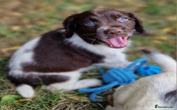 English Springer Spaniel dogs for sale: A* English Springer Spaniel Puppies - Image 9